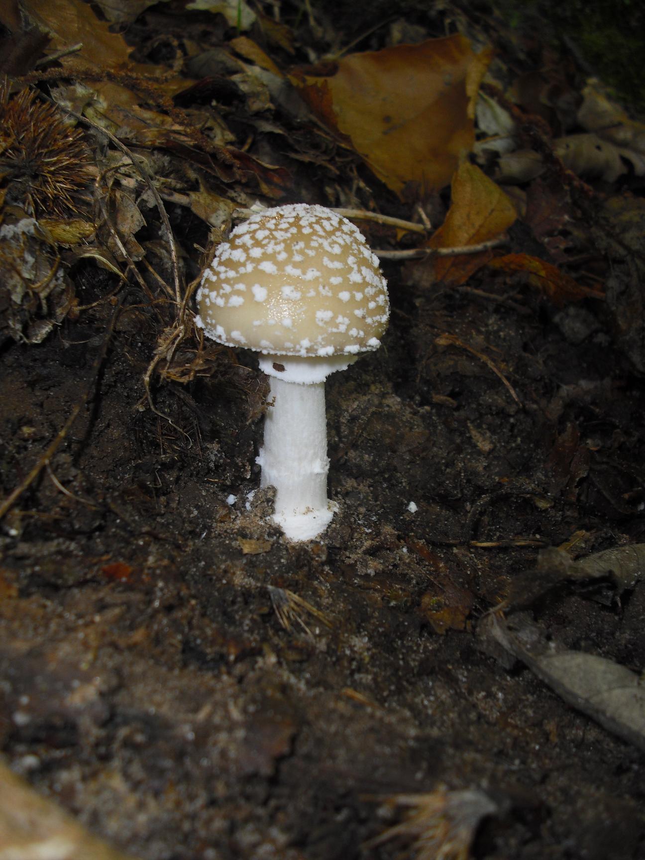 Finalmente dopo tanta acqua arrivano i funghi in Sicilia!